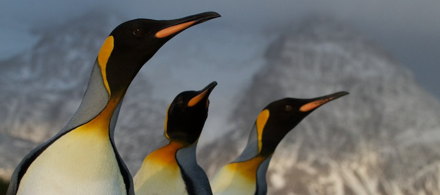 antarctica-photography-tripod