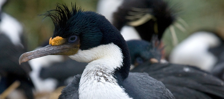 Antarctica Seabirds: Pictures, Facts and Information