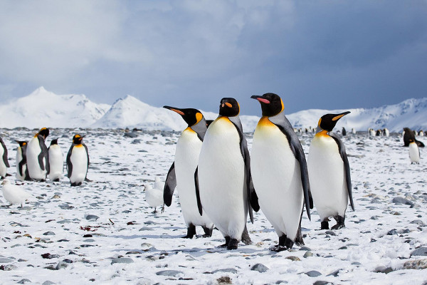 Antarctica Penguins: Pictures, Facts and Information