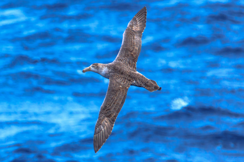Antarctica Seabirds