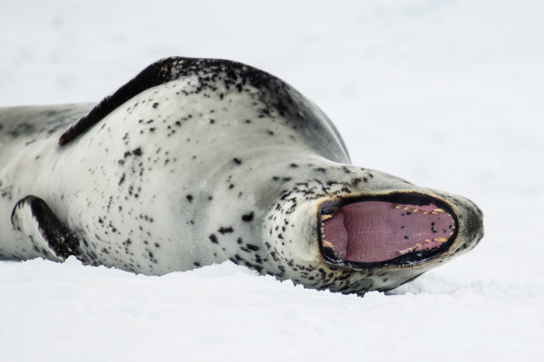 Antarctica Seals: Pictures, Facts and Information