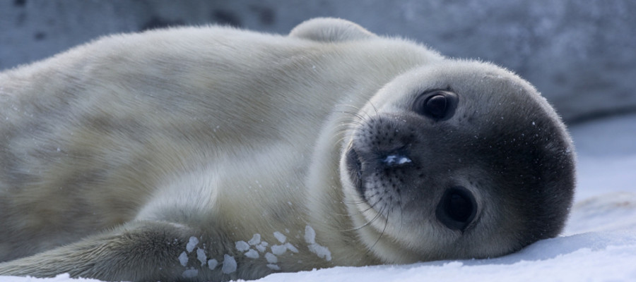 Antarctica Seals: Pictures, Facts and Information