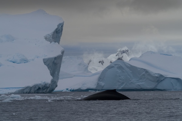 5 Things I Wish I Had Known Before Visiting Antarctica  - 4.jpg