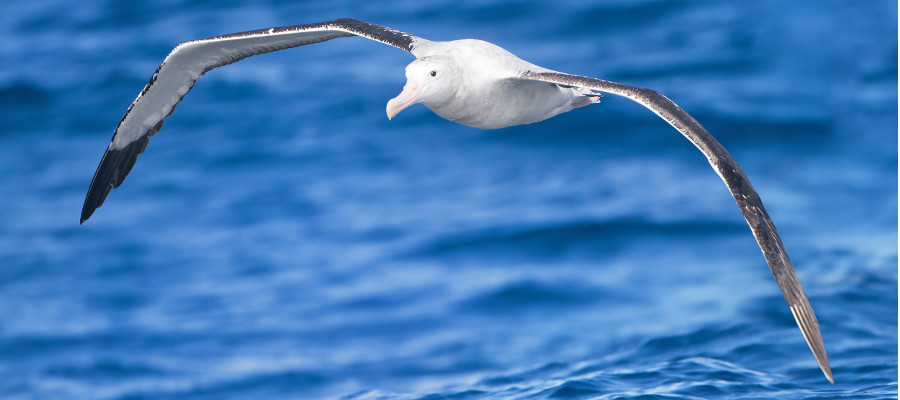 Antarctica-seabirds-wandering-albatross