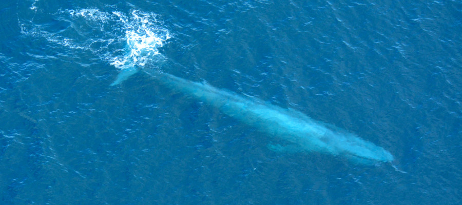 FACTS ABOUT WHALES IN ANTARCTICA visual data 5