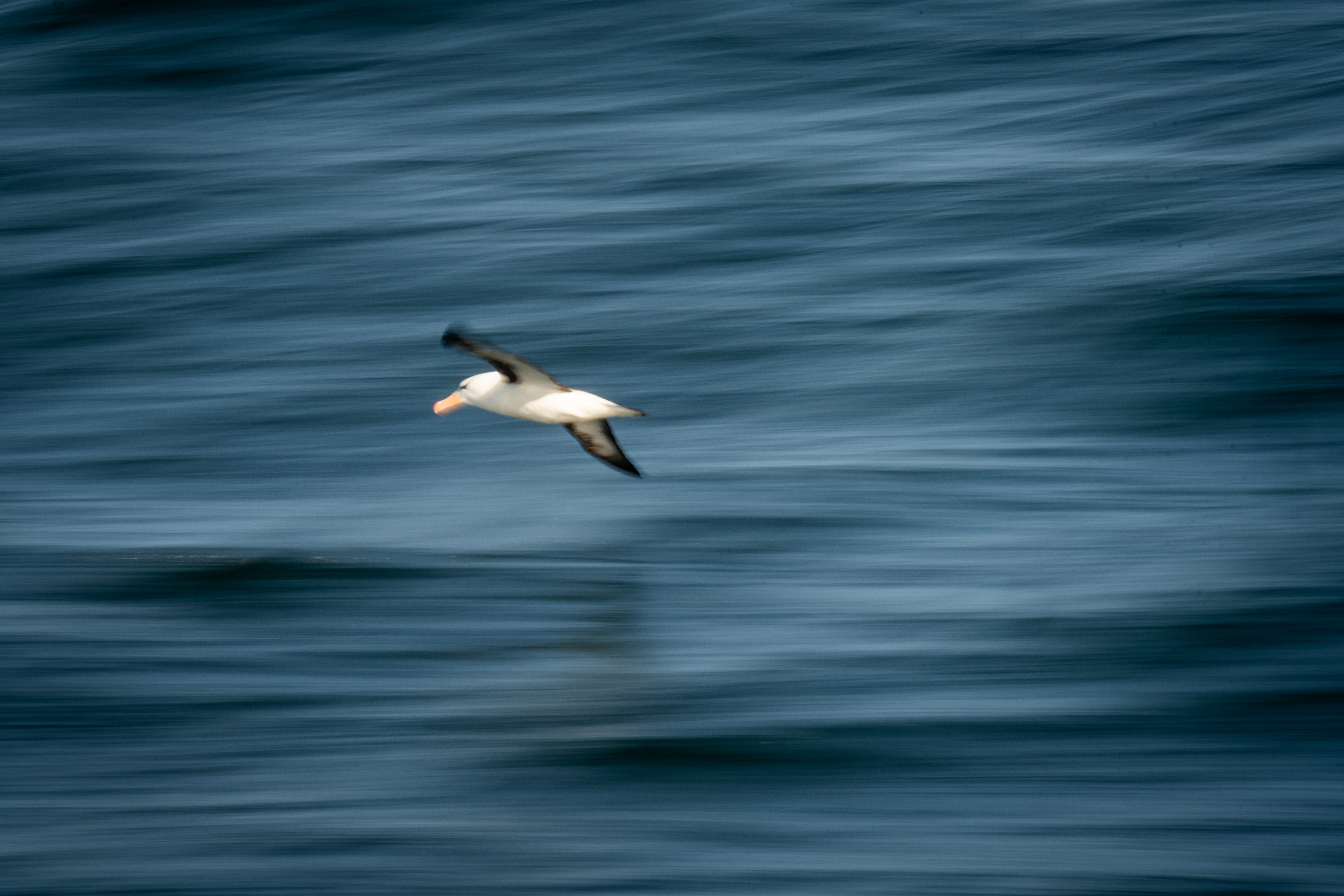 Drake passage experiences - albatross.jpg