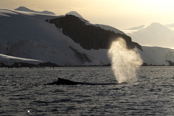 Maximise-whale-sightings-antarctica 2.jpg