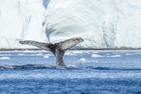 Maximise-whale-sightings-antarctica 5.jpg