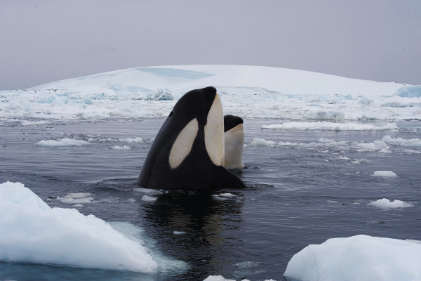 Whale Watching In Antarctica 