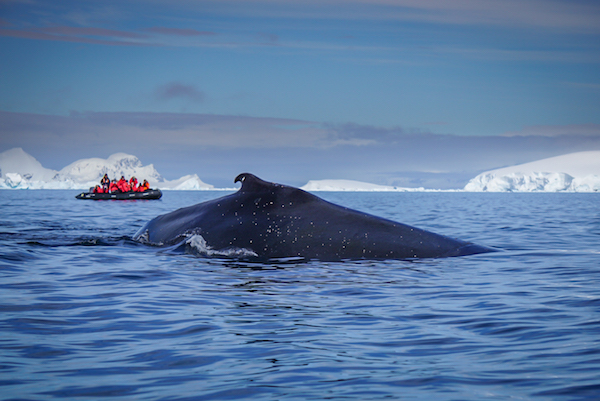 Whale Watching