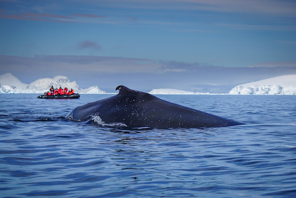 Whale Watching