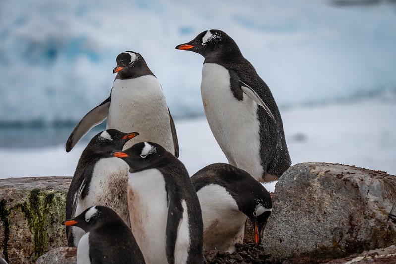 Wildlife you are most likely to see in Antarctica