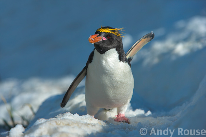 Photo of a Penguin