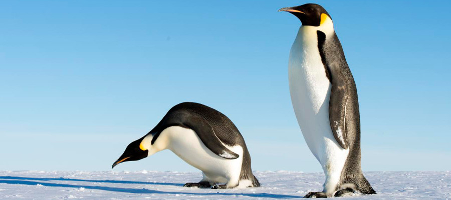 antarctica-wildlife-penguin