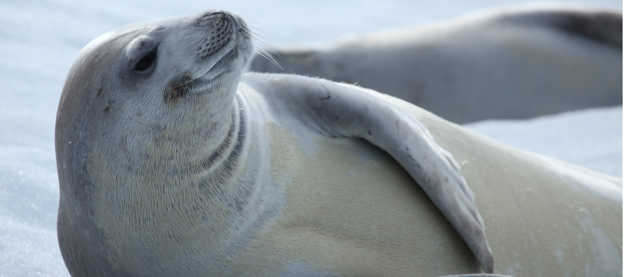 antarctica-wildlife-seal