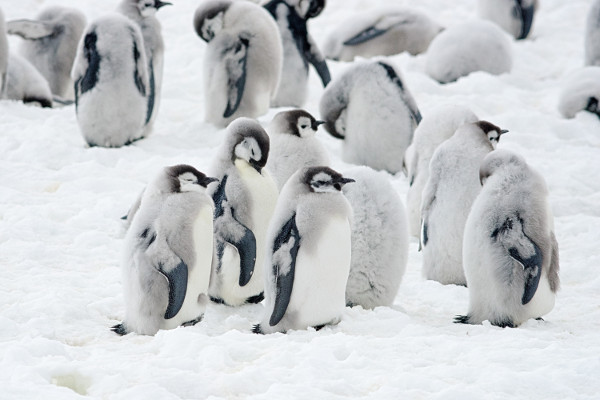 Penguins in Antarctica