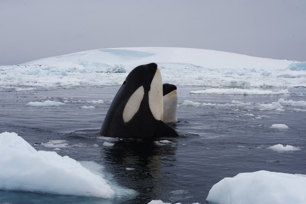 Whales in Antarctica