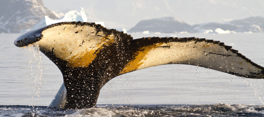 antarctica-photography-camera