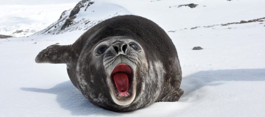 antarctica-photography-pose