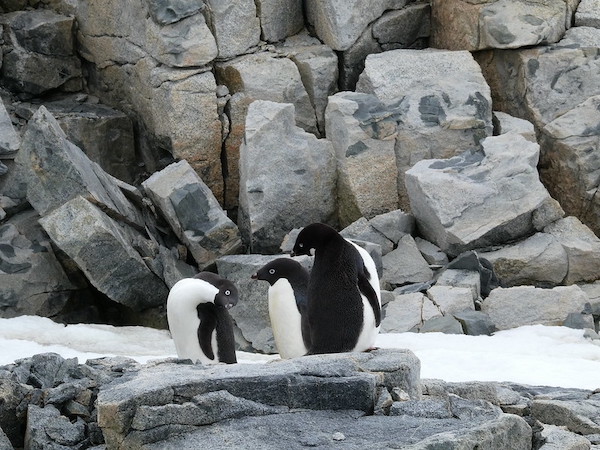 Adelie penguin.jpg