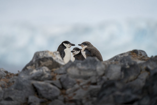 Chinstrap penguin.jpg