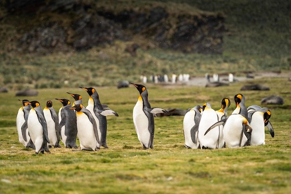 King penguins.jpg