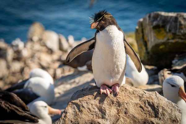 Rockhopper penguin.jpg