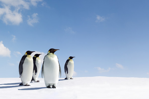 Weddell Sea Cruise Image