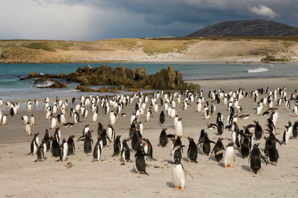 How Much Would You Pay For Four-Miles of beach, and Thousands Of Penguins?