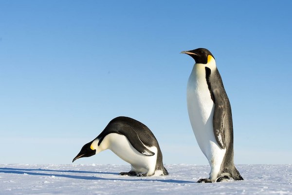 Where to see emperor penguins in Antarctica