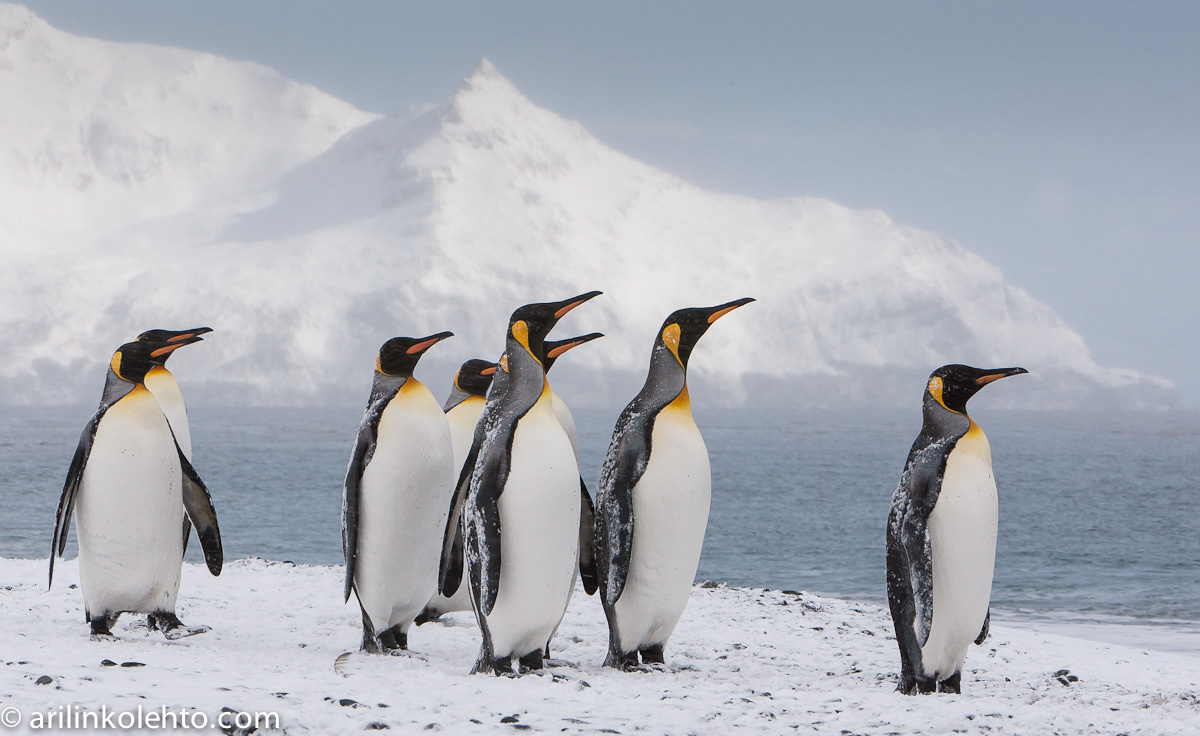5 reasons to include South Georgia in your Antarctic cruise
