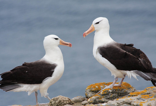 How to get the most out of bird watching in Antarctica