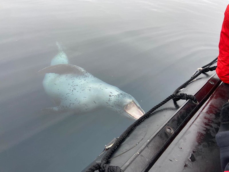 Wildlife you are most likely to see in Antarctica