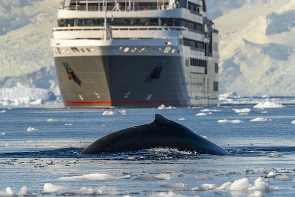 How to Maximise Whale Sightings in Antarctica
